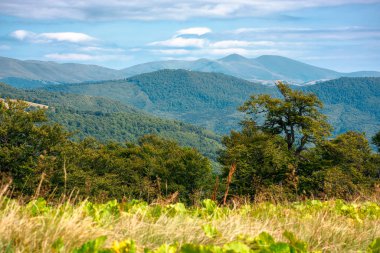 Tepesinde orman olan yaz dağları manzarası. Svydovets bayırının çimenli yamaçlarında ilkel kayın ağaçları. Güneşli bir günde gökyüzünde bulutlar olan Karpatların güzel doğa manzarası