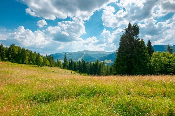 Bergslandskap Med Äng Och Skog Vacker Natur Landet Sommaren Barrträd — Stockfoto