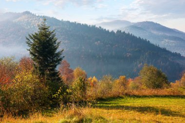 Sonbaharda dağlık kırsal alan. Tepedeki ağaçlar renkli yapraklarla süslenmiştir. Sabahları güzel doğa manzarası 
