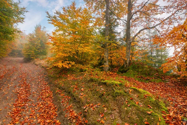 Route Campagne Travers Forêt Automne Hêtres Dans Feuillage Coloré Beaux — Photo