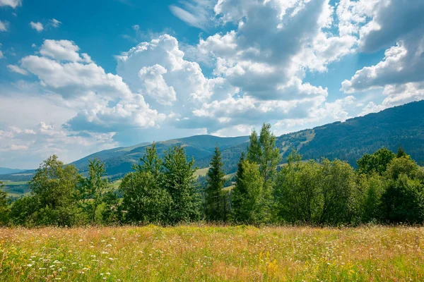 Krajobraz Górski Łąką Doliną Piękne Krajobrazy Wiejskie Lecie Las Iglasty — Zdjęcie stockowe