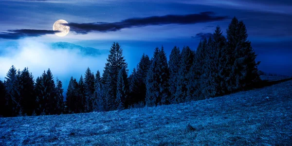 Forêt Conifères Sur Colline Nuit Nature Décor Brumeux Pleine Lune — Photo