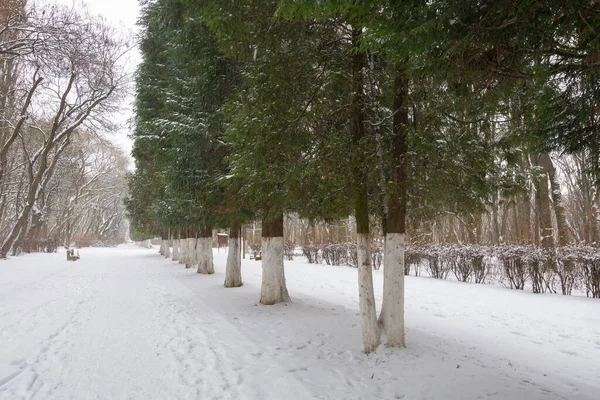 Bulutlu Bir Kış Gününde Şehir Parkında Yol Boyunca Bir Sıra — Stok fotoğraf