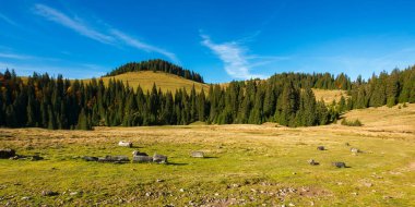 Apuseni doğal parkının kozalaklı ormanları. Sonbaharda güzel dağ manzarası
