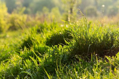 Çimenli çayırda çiy taneleri. Yeşil çevre kapalı. Yazın dışarısı ıslak. Sabah taze doğa geçmişi