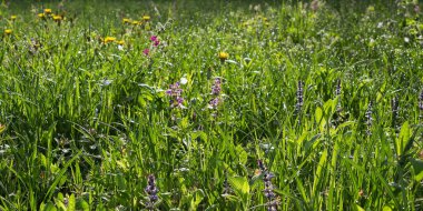 Bahçedeki çimlere çiy damlaları düşer. Yeşil çevre kapalı. Islak bitkiler dışarıda. Sabah taze doğa geçmişi
