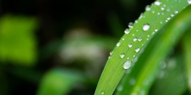 Çimlerin üzerine su damlaları. Yağmurdan sonra bahar temizliği. Taze doğa dokusu yakın çekim
