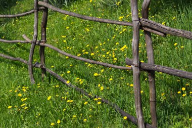 Yeşil çimenlerin arasında sarı karahindiba çiçekleri. Kırsal bahçe ortamı. Yazın güzel doğa geçmişi