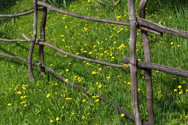 黄黄的蒲公英在绿草间绽放 乡村花园环境 夏天美丽的自然背景 — 图库照片