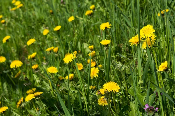 Gele Paardebloem Close Groen Gras Weide Mooie Natuur Achtergrond Het — Stockfoto