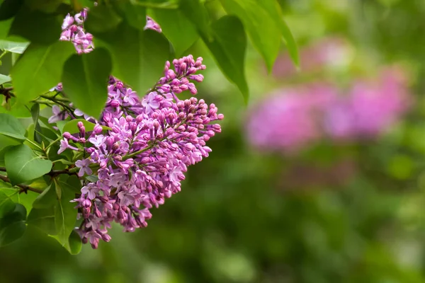 Violett Lila Blomsterkvist Vacker Blommig Natur Bakgrund Våren Säsongen — Stockfoto