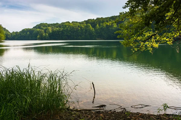 Lac Vihorlat Été Reflet Forestier Dans Eau Beau Fond Voyage — Photo