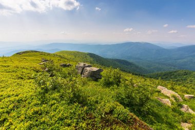Öğleden sonra ışığında dağ vadisi. Mavi gökyüzünün altında, tüylü bulutları olan güzel yeşil bir alp çayırı. Yaz aylarında Karpatlar 'ın kırsal bölgelerini keşfetmek