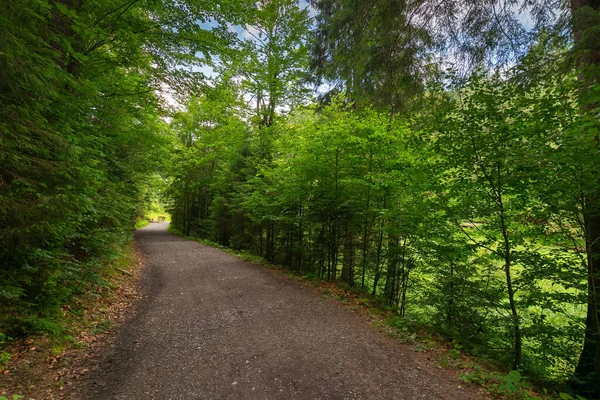 Weg Durch Üppigen Fichtenwald Kiefern Entlang Des Weges Sommerlicher Landschaft — Stockfoto