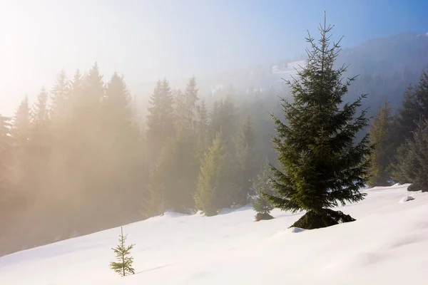 Drzewo Pokrytym Śniegiem Wzgórzu Zimowa Scena Mgłą Świecącą Porannym Światłem — Zdjęcie stockowe