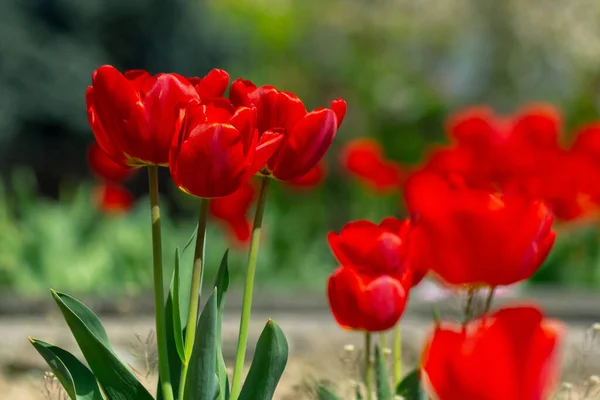 Fiori Tulipano Rosso Fioriscono Bellissimo Sfondo Della Natura Floreale Primavera — Foto Stock