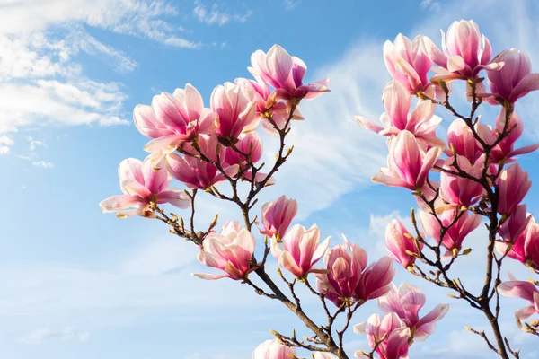 Beautiful Pink Magnolia Tree Blossom Spring Season Fresh Pink Flower — Stock Photo, Image