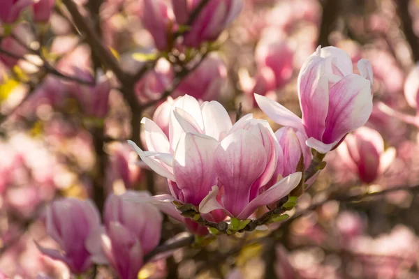 Magnolienbaum Voller Blüte Frische Rosa Blüte Auf Dem Zweig Frühling — Stockfoto