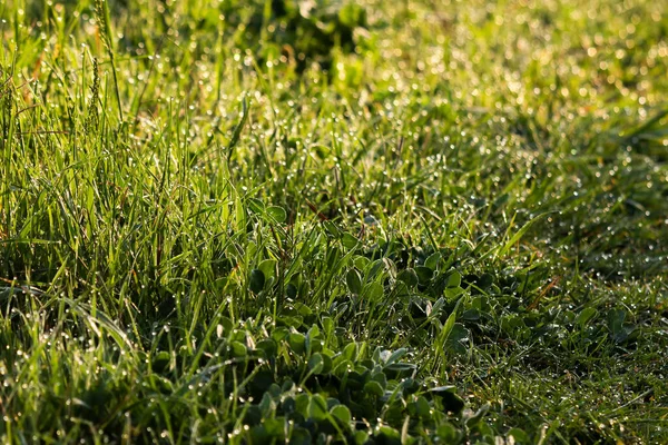 Kapky Rosy Trávě Přírodním Prostředí Mokré Zelené Rostliny Venku Jaro — Stock fotografie