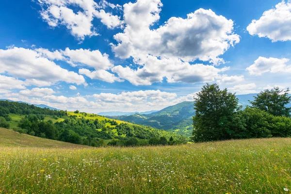 Dağlardaki çimenli bir tarlada ağaçlar. Yazın çayır manzaralı kırsal alan. Güneşli bir günde kırsal bir manzara. Cennet yeşili arka plan. Mavi gökyüzünde beyaz kabarık bulutlarla aydınlık hava
