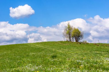 Alp çayırındaki ağaçlar çiçek açıyor. Baharda güzel yeşil bir manzara. Pofuduk bulutlu mavi gökyüzü güneşli bir günde. harika doğa geçmişi