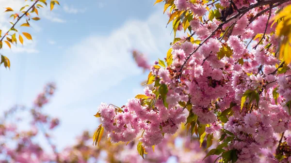 Růžový Sakura Květ Jaře Větve Japonského Stromu Sahají Obloze Krásná — Stock fotografie