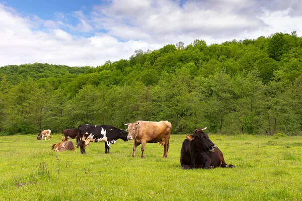 Cattle Grazing Pasture Countryside Landscape Spring Nature Scenery Cows Grassy — Stock Photo, Image