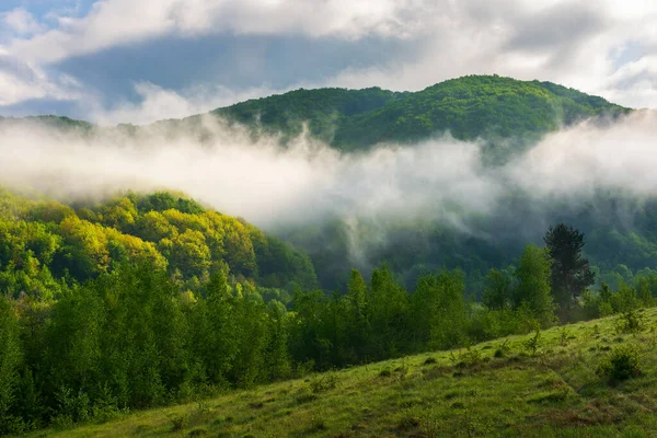 霧の朝の田園風景 夏は屋外の緑の環境です 霧と雲の中の丘の上の森 カルパチア山脈の美しい自然景観 — ストック写真