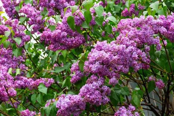 Bahçede çiçek açan mor leylak çalısı. Bahar mevsiminde güzel çiçek yeşili arka plan