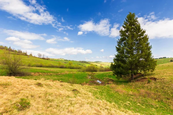 Świerk Wzgórzu Piękne Krajobrazy Wiejskie Wiosną Słoneczny Dzień Błękitne Niebo — Zdjęcie stockowe
