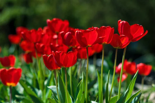 Bloeiende Rode Tulp Bloemen Mooie Bloemen Natuur Achtergrond Het Voorjaar — Stockfoto
