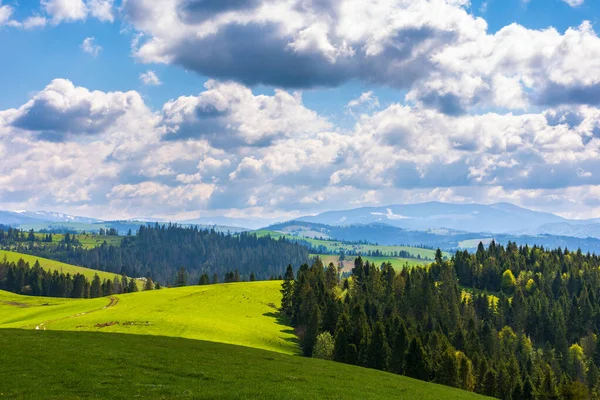 Çimenli tepelerdeki orman bir çayır. İlkbaharda dağ manzarası uzak tepeye doğru yuvarlanıyor. Bulutlu güneşli bir hava. benekli ışıkta yeşil doğa manzarası