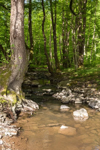 Water Stream Forest Brook Flows Rocks Trees Green Nature Scenery Stock Photo