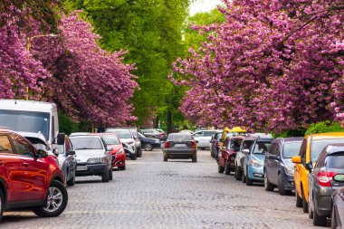 Uzhgorod, Ukrayna - Mayıs 05, 2021: Sabah ışığında sokaklarda Kiraz Çiçeği. Yol boyunca park halindeki arabalarla sakura ağaçları çiçek açıyor.
