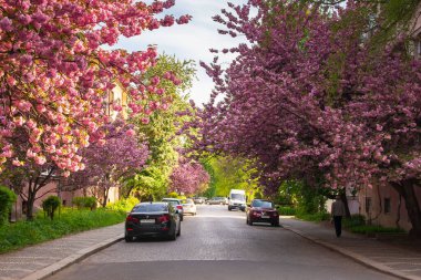 Uzhgorod, Ukrayna - Mayıs 05, 2021: Sabah ışığında sokaklarda Kiraz Çiçeği. Yol boyunca park halindeki arabalarla sakura ağaçları çiçek açıyor.