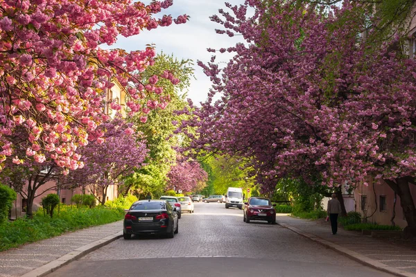 Uzhgorod Ukraine Μαΐου 2021 Κεράσι Blossom Στους Δρόμους Πρωί Ανθισμένα — Φωτογραφία Αρχείου