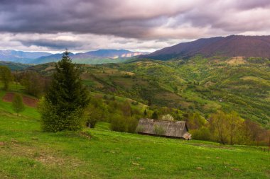 Ağaçlı ve otlaklı dramatik dağ manzarası. İlkbaharda güzel bir öğleden sonra. Akşam ışığında bulutlu bir gökyüzünün altında yuvarlanan tepeleri olan yeşil kırsal alan. Transcarpathia, Ukrayna