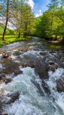 Dağ nehri yeşil vadiden geçiyor. Su kıyı boyunca ağaçlar ve çimenli çayırlarla akar. Yaz doğasının arka planını sabah ışığında gevşetiyorum. Mavi gökyüzünde bulutlu güneşli bir manzara.