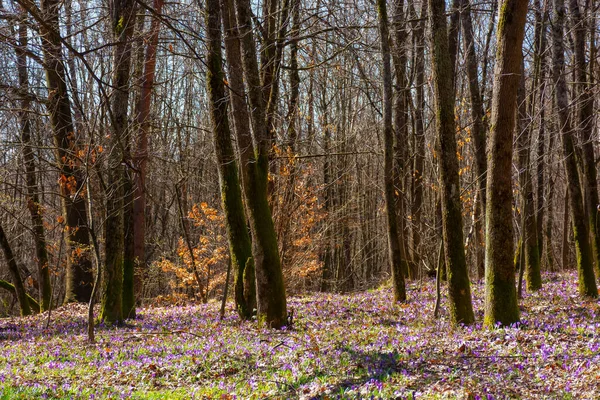 Blooming Crocus Flowers Springtime Leafless Trees Forest Beautiful Nature Scenery — Zdjęcie stockowe