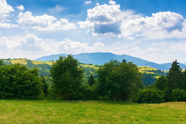 Řada Stromů Kopcovité Louce Krásná Venkovská Krajina Dálce Slunečné Letní — Stock fotografie