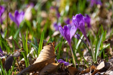 Kroküs çiçekli doğa geçmişi. Baharın güneşli bir gününde çiçek açan çiçeklerin menekşesi