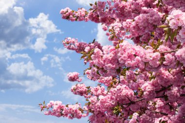 pink cherry blossom. branches of japanese trees in the garden reach for the sky. beautiful nature background in spring season