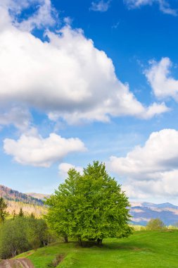 Çimenli tepedeki ağaç. Dağlık kırlarda yeşil doğa ortamı. Güneşli bir baharın ilk günlerinde bulutlu harika mavi gökyüzü