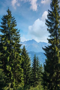 Güneşli bir günde çam ağaçları. Polonya 'daki doğal parkın manzaralı yaz manzarası. Yeşil doğa arka planı. Gökyüzünün altında bulutlu yüksek Tatra sırtı