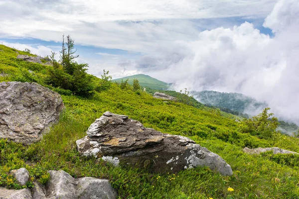 Stromy Skály Zelené Travnaté Alpské Louce Krásná Letní Krajina Horách — Stock fotografie