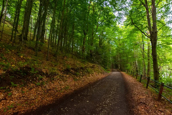 Venkovská Asfaltová Cesta Lesem Zelená Krajina Přírody Létě Krásná Scéna — Stock fotografie