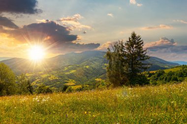tree on a grassy rural field at sunset. scenic summer landscape with meadow in mountains. countryside scenery in evening light. beautiful green nature background. fluffy clouds on a blue sky