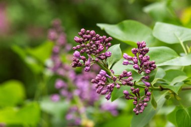 Mor leylak çiçeği dalı. Bahar mevsiminde güzel çiçek arkaplanı