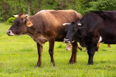 Otlaktaki inek sürüleri. İlkbaharda kırsal alan. Ormanın yakınında çimenli çayır olan doğa manzarası. Tarımda sürdürülebilirlik kavramı