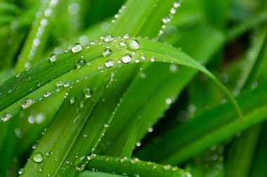 Çimlerin üzerine su damlaları. Yağmurdan sonra bahar temizliği. Taze doğa dokusu yakın çekim